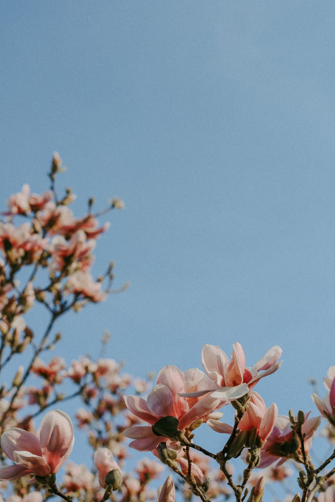 A pink flower against a blue sky