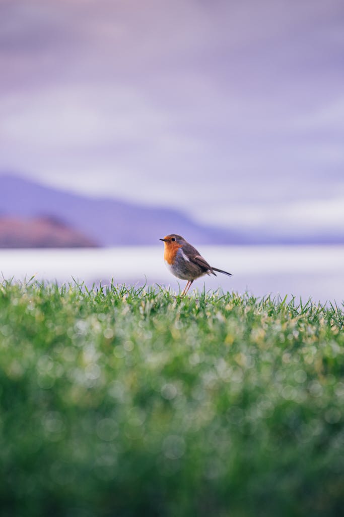 Un oiseau au bord d'un lac en Écosse - Eilean Donan